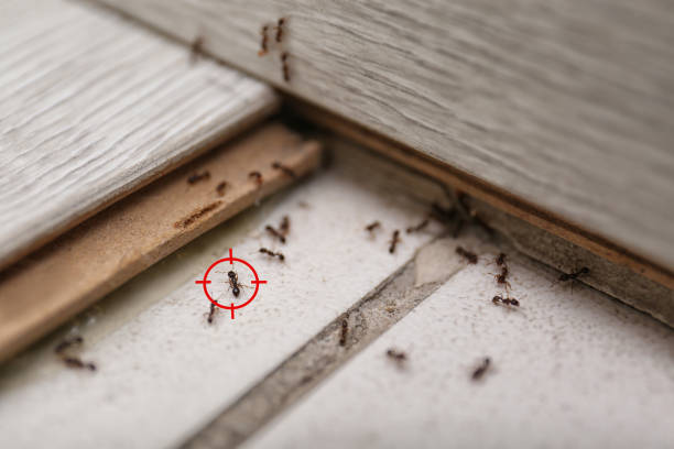 Best Pest Prevention Services  in Stapleton, AL