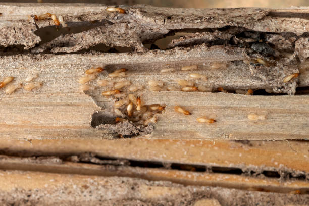 Best Wasp Removal Services  in Stapleton, AL